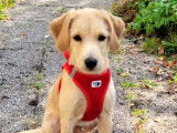 Adoption disponible : chiot mâle de 5 mois