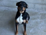 Adoption disponible : chien tricolore