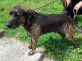 À adopter : chien bringé