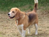 En attente d’une famille : chien Beagle âgé de 5 ans