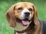 Chien Beagle tricolore à adopter