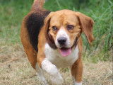 Chien Beagle tricolore à adopter