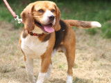 Chien Beagle tricolore à adopter