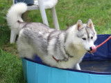 Chiot Husky Sibérien femelle disponible à l'adoption