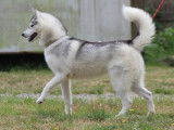 Chiot Husky Sibérien femelle disponible à l'adoption