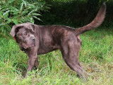 Chien Cane Corso d'un an à la recherche d’un foyer