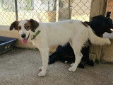 Adoption disponible : chiot femelle roux et blanc