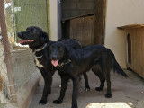 En attente d’une famille, chienne Setter Anglais d'un an