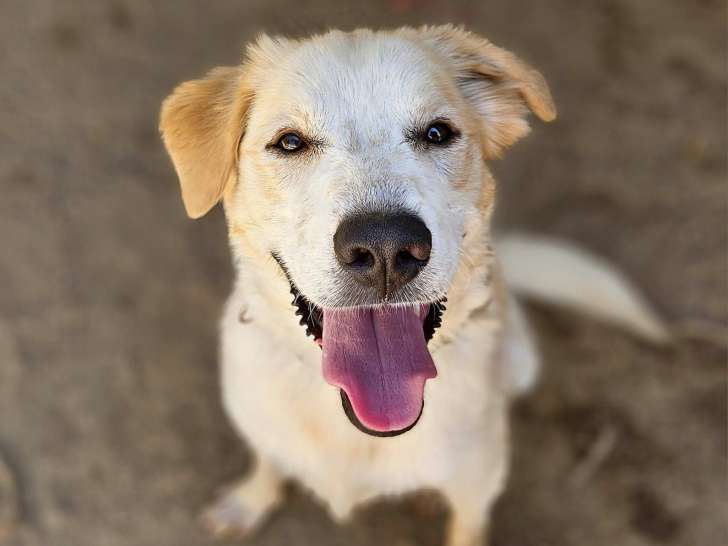 À accueillir, chien d'un an