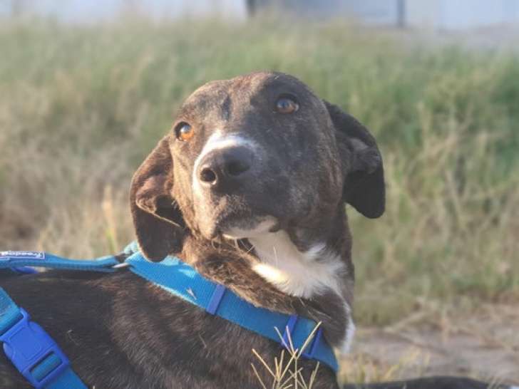 Chien âgé de 4 ans en attente d’une famille