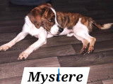 Chien marron et blanc à accueillir