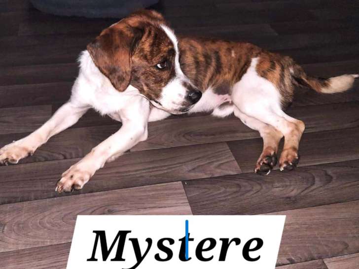 Chien marron et blanc à accueillir