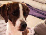 Chien marron et blanc à accueillir
