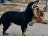 Adoption disponible : chienne adulte