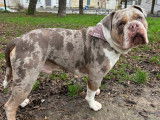 M&acirc;le Olde English Bulldogge disponible pour saillie