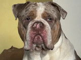 M&acirc;le Olde English Bulldogge disponible pour saillie