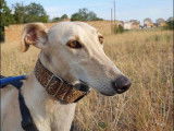 Chienne Galgo de 2 ans à la recherche d'un foyer