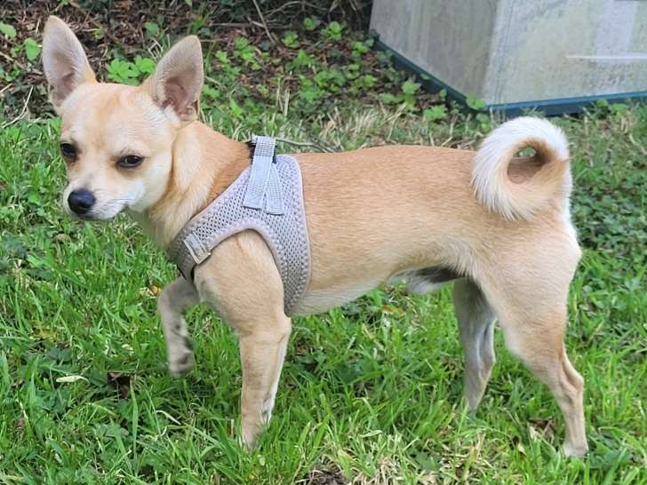 À adopter, chiot mâle sable