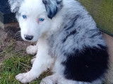 Chiot Border Collie à vendre