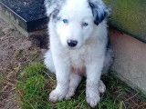 Chiot Border Collie à vendre