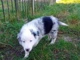 Chiot Border Collie à vendre
