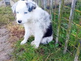 Chiot Border Collie à vendre