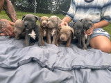 Magnifiques chiots American Bully à vendre