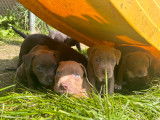 Magnifiques chiots American Bully à vendre