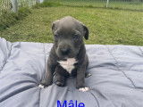 Magnifiques chiots American Bully à vendre