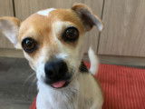 Saïko, Jack Russel croisé Chihuahua à adopter