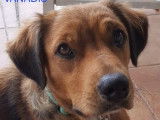 Disponible à l'adoption : chienne de 2 ans