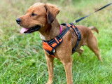 Disponible à l'adoption : chienne de 2 ans