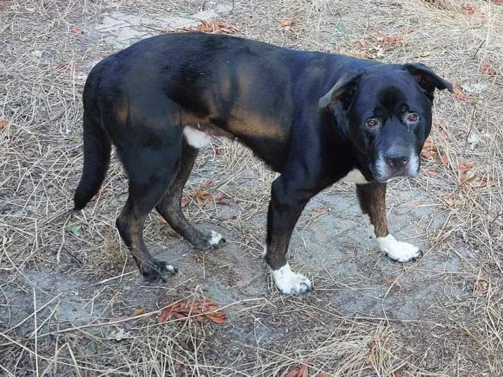 En attente d'adoption : chien adulte