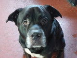 En attente d'adoption : chien adulte