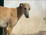 Chien Galgo disponible à l'adoption