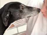 Chien Galgo de 8 ans en attente d'adoption