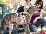 Chien Galgo bringé en quête d’une famille
