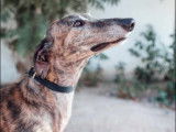 Chien Galgo bringé en quête d’une famille