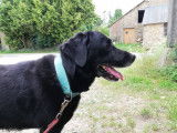 À adopter, chien Labrador noir
