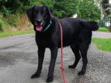 À adopter, chien Labrador noir