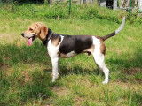 Disponible à l'adoption, chien Beagle tricolore