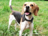 Disponible à l'adoption, chien Beagle tricolore