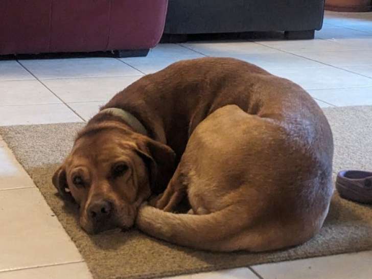 Disponible à l'adoption : chien fauve