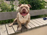 En attente d'adoption : chien American Bully sable