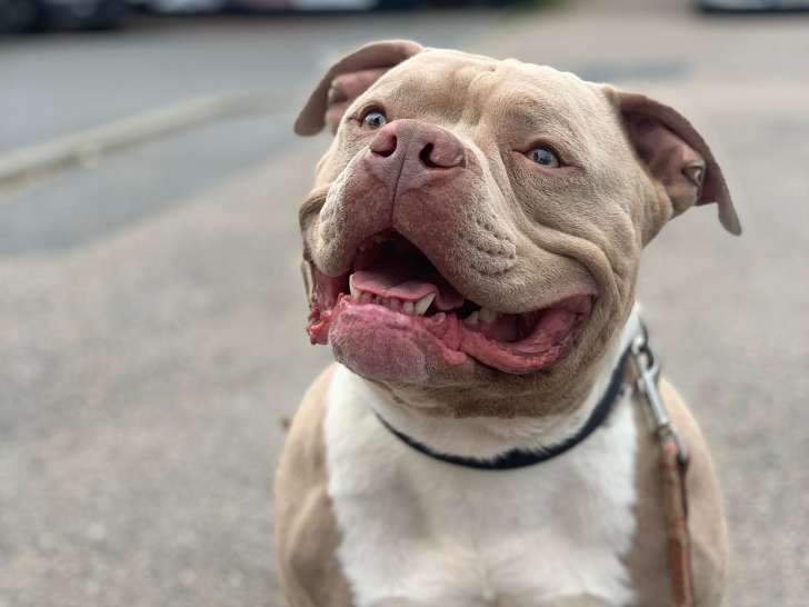 En attente d'adoption : chien American Bully sable