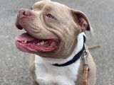 En attente d'adoption : chien American Bully sable