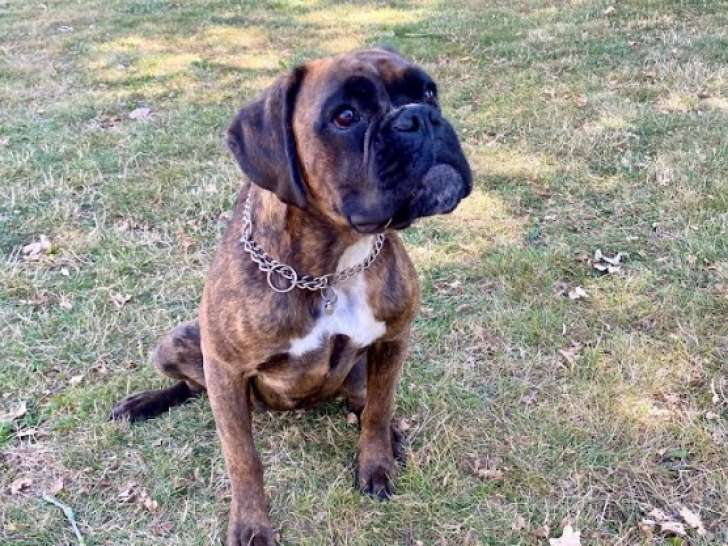 À la recherche d’une famille : chienne Boxer bringée