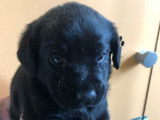 Chiots Labrador Retriever &agrave; vendre