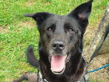 Chienne noire à adopter