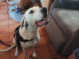 Disponible à l'adoption, chienne blanche